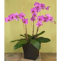 “Magic Purple” Orchid